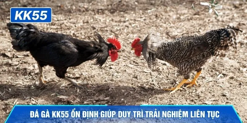 Đá gà KK55 ổn định giúp duy trì trải nghiệm liên tục
