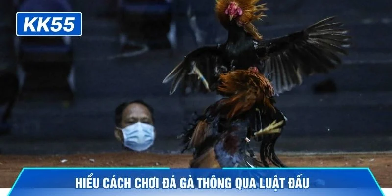 Hiểu cách chơi đá gà thông qua luật đấu 